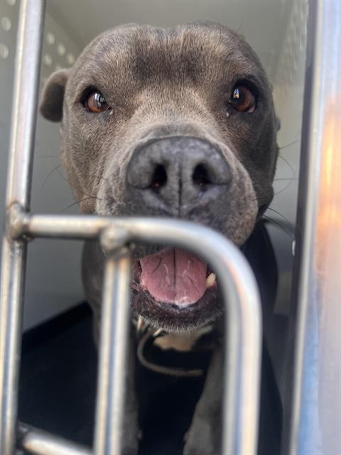 Shelter Stray Female Dog last seen Near BLK OF BUCK OWENS BL, BAKERSFIELD CA, 201 S Mt Vernon Ave, Bakersfield, CA 93307, USA