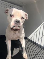 Shelter Stray Female Dog last seen Near BLK OF BUCK OWENS BL, BAKERSFIELD CA, 201 S Mt Vernon Ave, Bakersfield, CA 93307, USA
