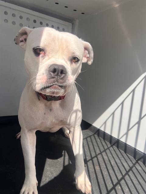 Shelter Stray Female Dog last seen Near BLK OF BUCK OWENS BL, BAKERSFIELD CA, 201 S Mt Vernon Ave, Bakersfield, CA 93307, USA