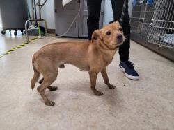 Shelter Stray Male Dog last seen , 957 N Gaffey St, San Pedro, CA 90731, USA