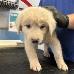 Shelter Stray Male Dog last seen , 600 Aviation Dr, Camarillo, CA 93010, USA