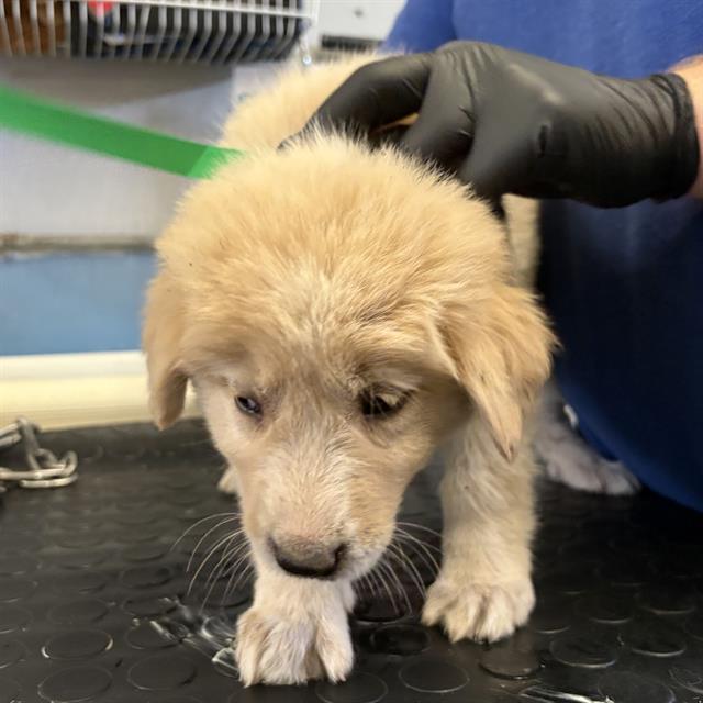 Shelter Stray Female Dog last seen , 600 Aviation Dr, Camarillo, CA 93010, USA