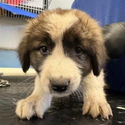 Shelter Stray Female Dog last seen , 600 Aviation Dr, Camarillo, CA 93010, USA