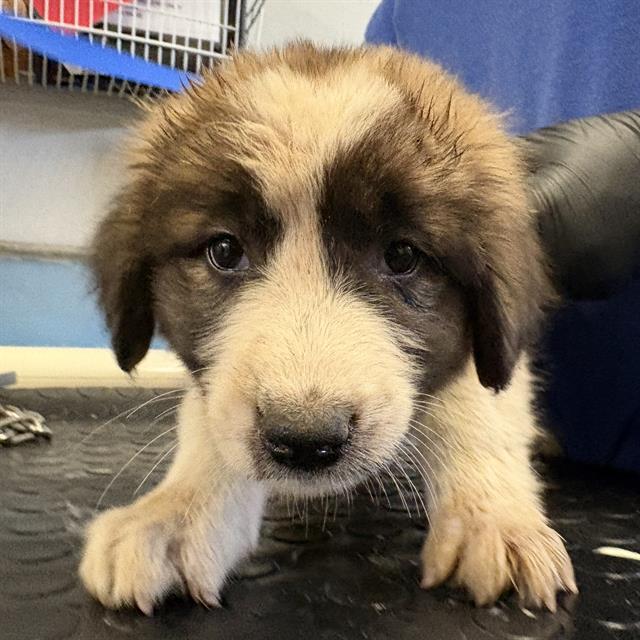 Shelter Stray Female Dog last seen , 600 Aviation Dr, Camarillo, CA 93010, USA