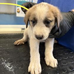Shelter Stray Female Dog last seen , 600 Aviation Dr, Camarillo, CA 93010, USA