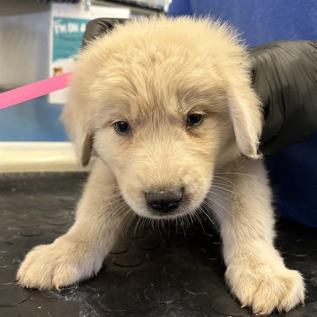 Shelter Stray Male Dog last seen , 600 Aviation Dr, Camarillo, CA 93010, USA