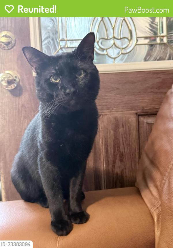 Reunited Male Cat last seen Near Capital St, Jupiter, FL 33458, USA, Jupiter, FL 33458