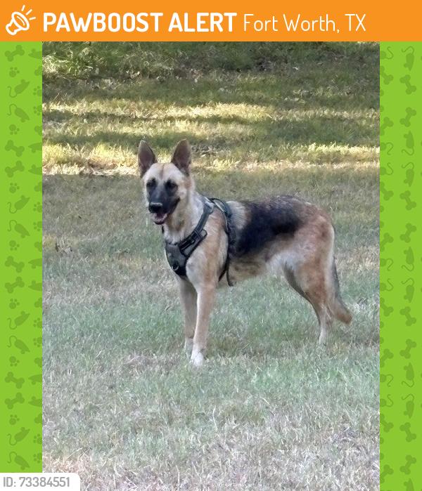 Found/Stray Female Dog last seen Near a park, Fort Worth, TX 76108