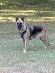 Found/Stray Female Dog last seen Near a park, Fort Worth, TX 76108
