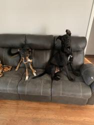 Lost Male Dog last seen Sterling, 40 hwy, blue ridge blvd, Highridge drive, Independence, MO 64052