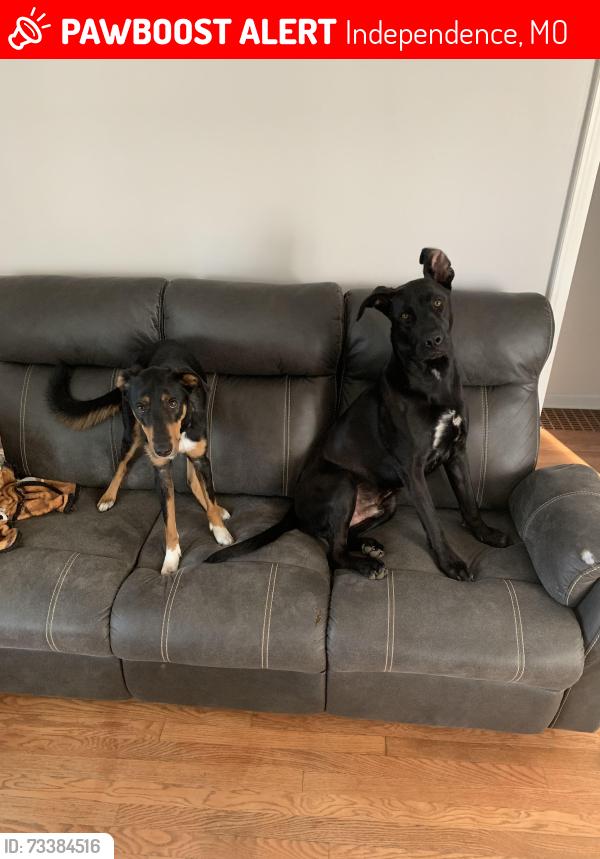 Lost Male Dog last seen Sterling, 40 hwy, blue ridge blvd, Highridge drive, Independence, MO 64052
