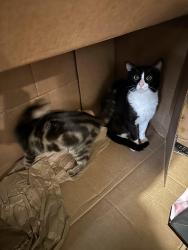Lost Male Cat last seen Main, Haverstraw, NY 10927