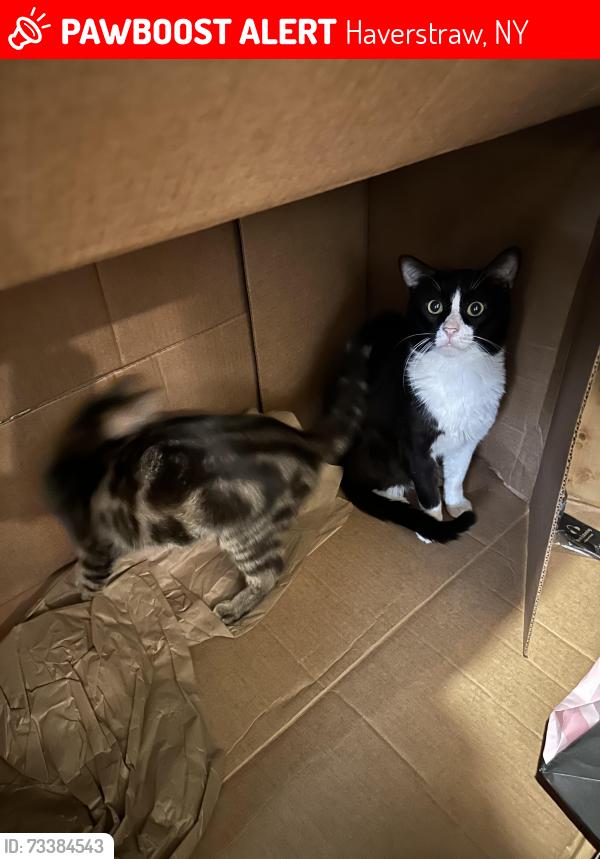 Lost Male Cat last seen Main, Haverstraw, NY 10927