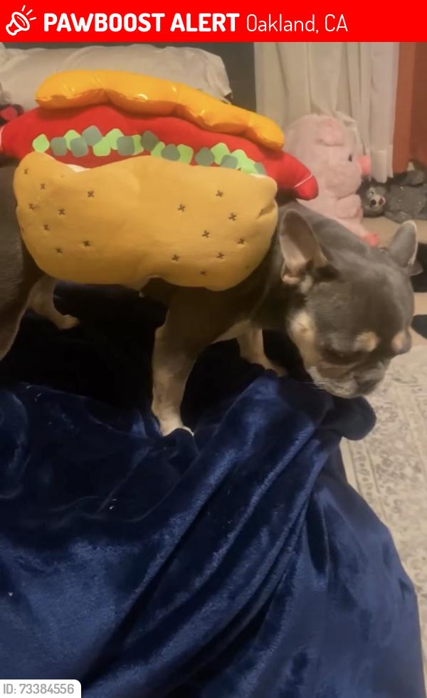 Lost Female Dog last seen Near caswell ave, Oakland, CA 94603