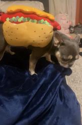 Lost Female Dog last seen Near caswell ave, Oakland, CA 94603