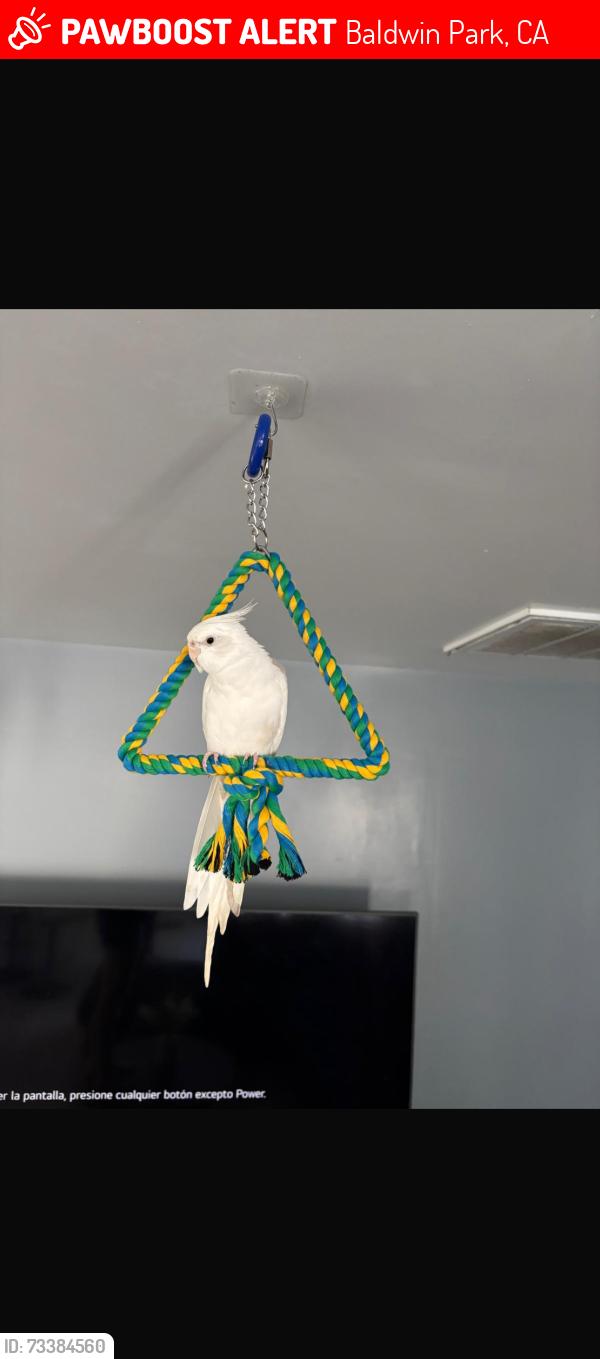 Lost Unknown Bird last seen Athol st bess ave, Baldwin Park, CA 91706