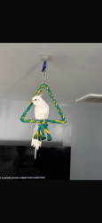 Lost Unknown Bird last seen Athol st bess ave, Baldwin Park, CA 91706