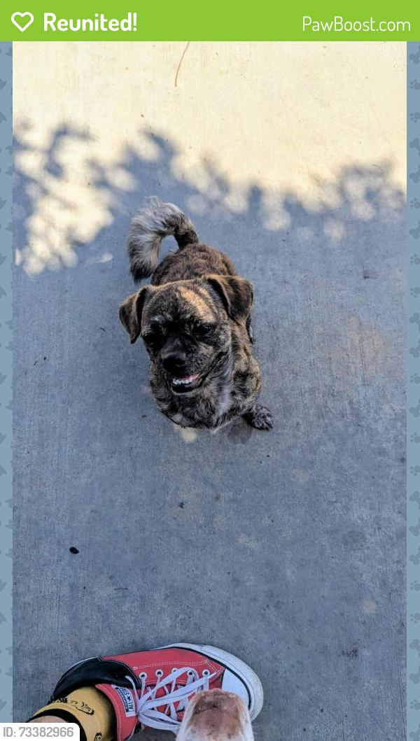 Reunited Unknown Dog last seen Near Noble Ave, North Hills, CA 91343, USA, Los Angeles, CA 91343