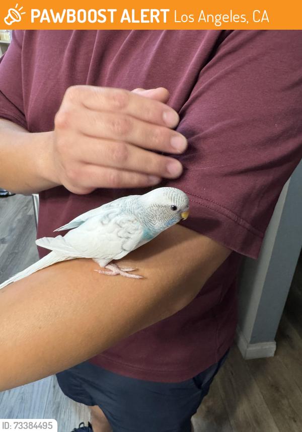 Found/Stray Unknown Bird last seen Winnetka DMV, Los Angeles, CA 91306