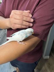 Found/Stray Unknown Bird last seen Winnetka DMV, Los Angeles, CA 91306