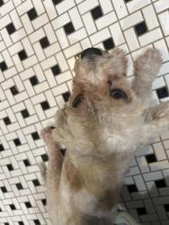 Found/Stray Female Dog last seen 11th and Tacoma Ave, Indianapolis, IN 46201