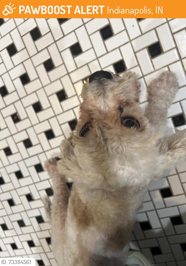 Found/Stray Female Dog last seen 11th and Tacoma Ave, Indianapolis, IN 46201