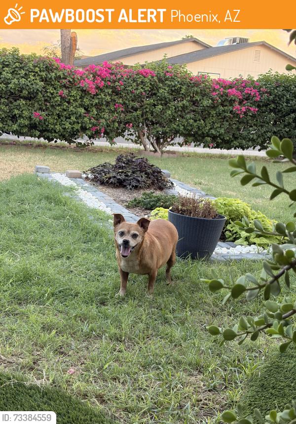 Found/Stray Male Dog last seen 87th ave indian school, Phoenix, AZ 85037