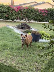 Found/Stray Male Dog last seen 87th ave indian school, Phoenix, AZ 85037