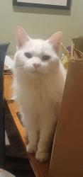 Lost Female Cat last seen North Spruce St and West Platte Ave, Colorado Springs, Colorado Springs, CO 80905