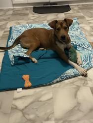 Found/Stray Male Dog last seen by the 85, Spartanburg, SC 29301