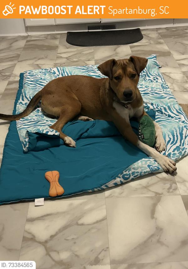 Found/Stray Male Dog last seen by the 85, Spartanburg, SC 29301