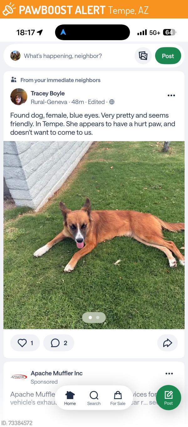 Found/Stray Female Dog last seen Southern and Rural next to Frys, Tempe, AZ 85283