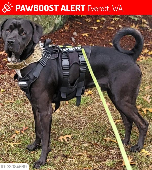 Lost Male Dog last seen Value village, Everett, WA 98203