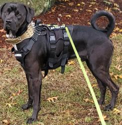 Lost Male Dog last seen Value village, Everett, WA 98203