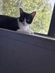 Lost Female Cat last seen The round rock, Round Rock, TX 78681