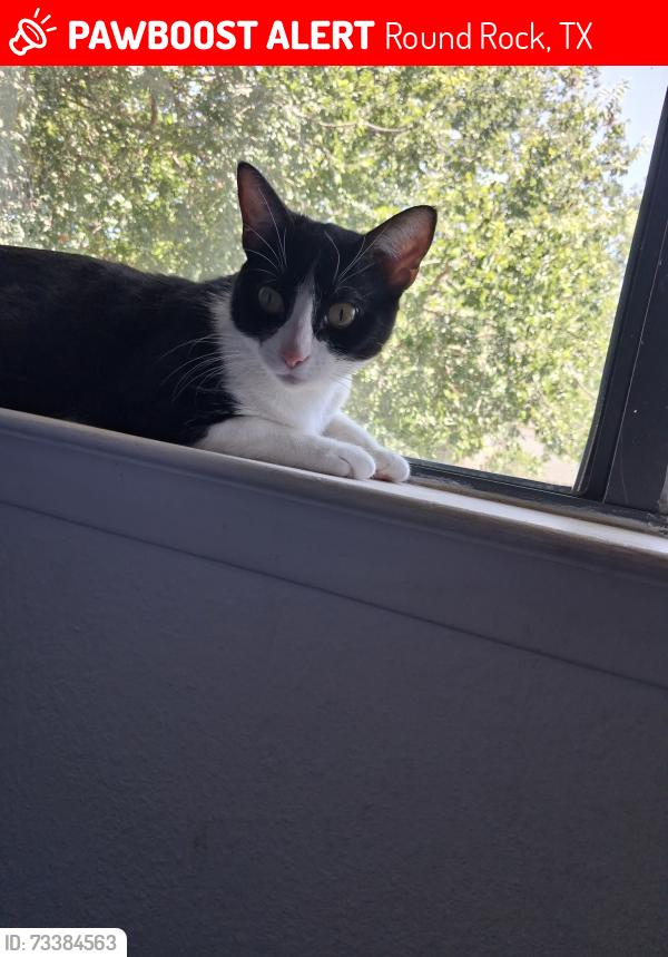 Lost Female Cat last seen The round rock, Round Rock, TX 78681