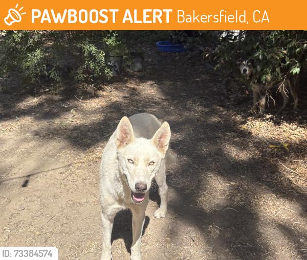 Found/Stray Female Dog last seen Harris and Stine, Bakersfield, CA 93313