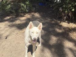Found/Stray Female Dog last seen Harris and Stine, Bakersfield, CA 93313