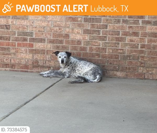 Found/Stray Male Dog last seen Salisbury and 98th, Lubbock, TX 79424