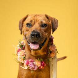 Shelter Stray Female Dog last seen Near FORREST PARK RD, Atlanta, GA, 1251 Fulton Industrial Blvd NW, Atlanta, GA 30336, USA