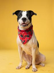 Shelter Stray Female Dog last seen Near n Camp Creek pkwy, Atlanta, GA, 1251 Fulton Industrial Blvd NW, Atlanta, GA 30336, USA