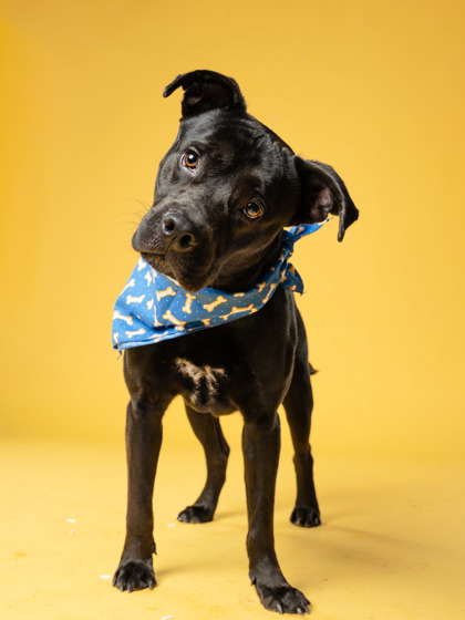 Shelter Stray Male Dog last seen Near Windy Rush Dr, East Point, GA, 1251 Fulton Industrial Blvd NW, Atlanta, GA 30336, USA