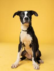 Shelter Stray Male Dog last seen Near Oakcliff Court, Atlanta, GA, 1251 Fulton Industrial Blvd NW, Atlanta, GA 30336, USA