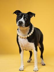 Shelter Stray Female Dog last seen Near park pl, Atlanta, GA, 1251 Fulton Industrial Blvd NW, Atlanta, GA 30336, USA