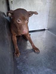 Shelter Stray Female Dog last seen Near Frazier Cir, Caddo Parish, LA, 1500 Monty St, Shreveport, LA 71107, USA