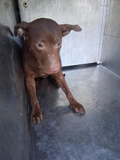 Shelter Stray Female Dog last seen Near Frazier Cir, Caddo Parish, LA, 1500 Monty St, Shreveport, LA 71107, USA