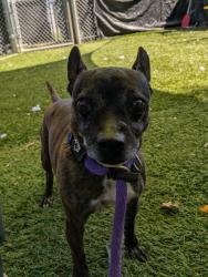 Shelter Stray Female Dog last seen Near Glennor Rd, 21239, MD, 2490 Giles Rd, Baltimore, MD 21225, USA