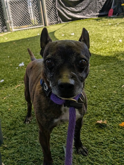 Shelter Stray Female Dog last seen Near Glennor Rd, 21239, MD, 2490 Giles Rd, Baltimore, MD 21225, USA