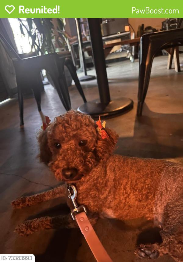 Reunited Female Dog last seen Fishburn, Maywood, CA 90270