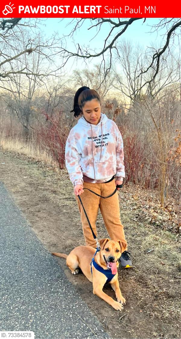 Lost Male Dog last seen Hazelwood street Saint Paul, Saint Paul, MN 55106
